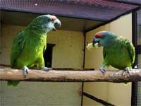 попугаи амазоны