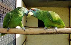 попугаи амазоны
