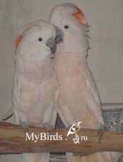 молуккские какаду